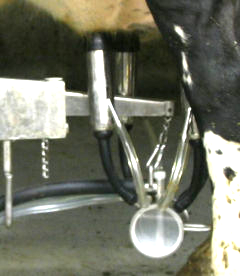 Milking claw and hose bundle shown supported by the Arm