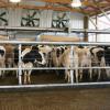 All-Stainless Crowd Gate with Automatic Manure Scraper 