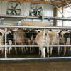 Stainless Gate with Manure Scraper